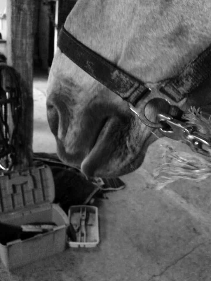 Palomino Amaretto billede 3