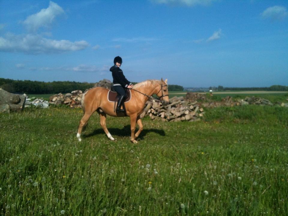 Palomino Amaretto billede 8