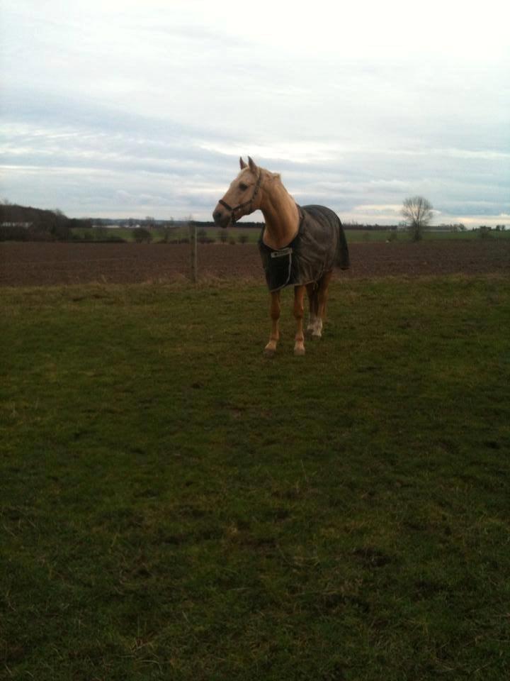 Palomino Amaretto billede 11