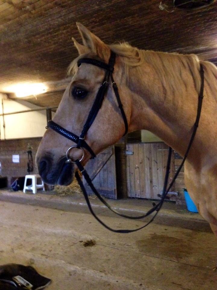 Palomino Amaretto billede 14