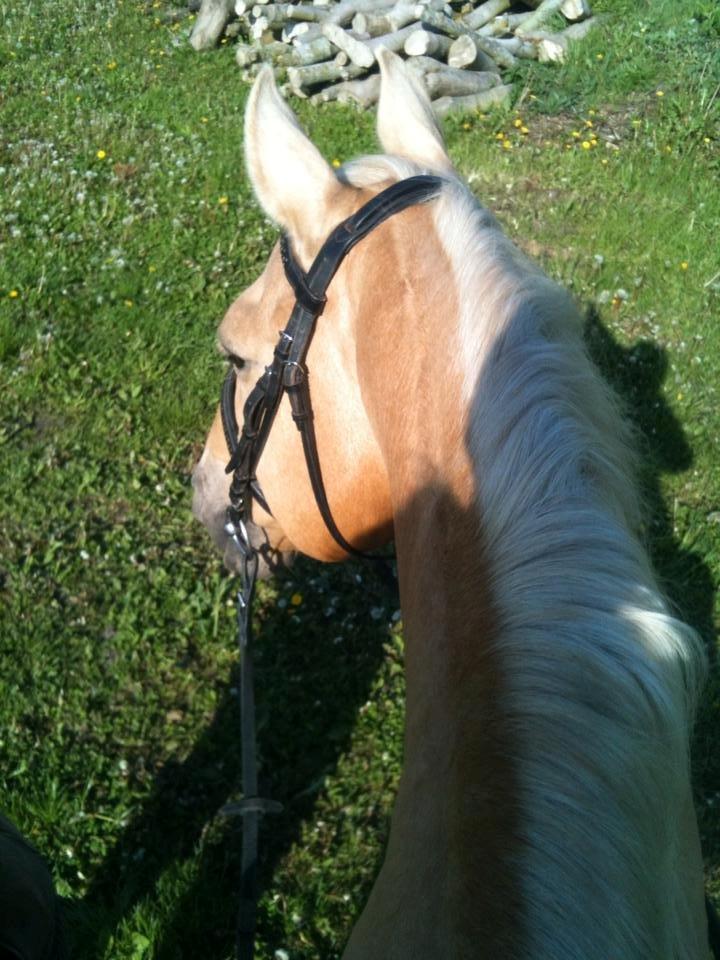 Palomino Amaretto billede 16