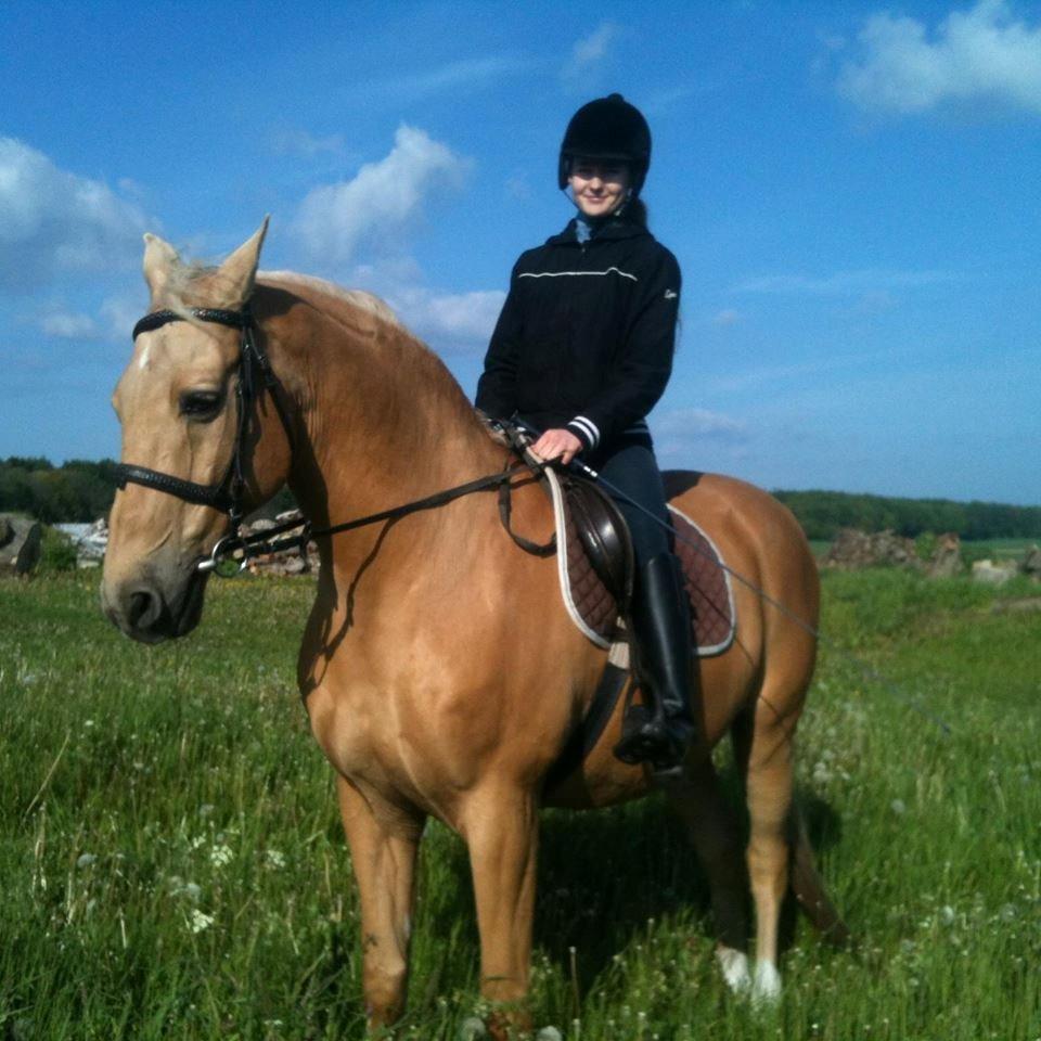 Palomino Amaretto billede 15