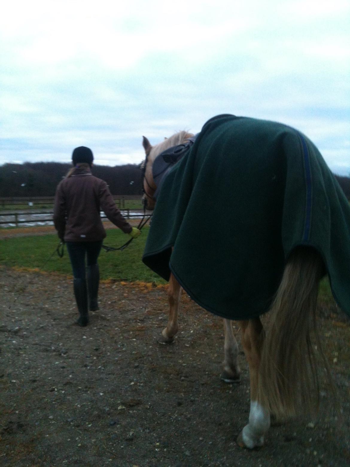 Palomino Amaretto billede 20