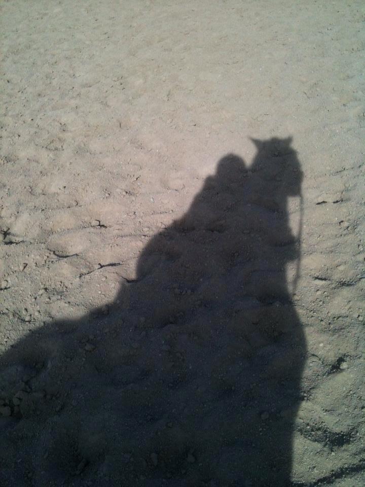 Palomino Amaretto billede 18