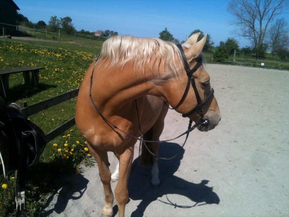 Palomino Amaretto billede 10