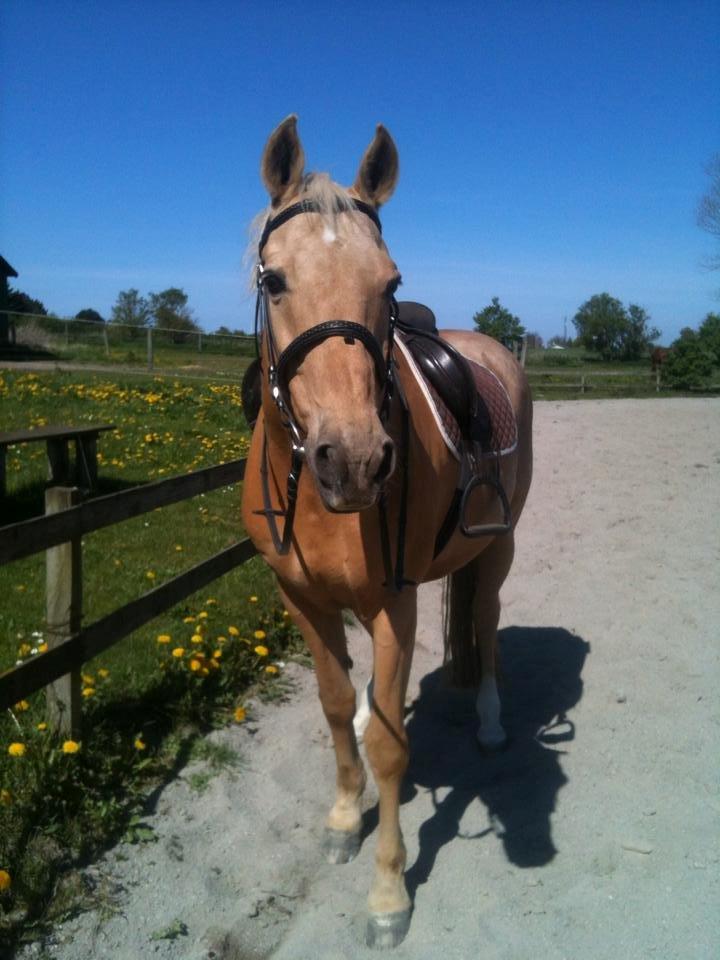 Palomino Amaretto billede 1