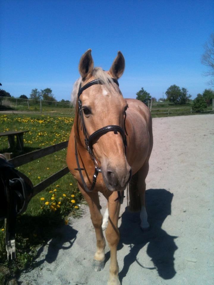 Palomino Amaretto billede 7