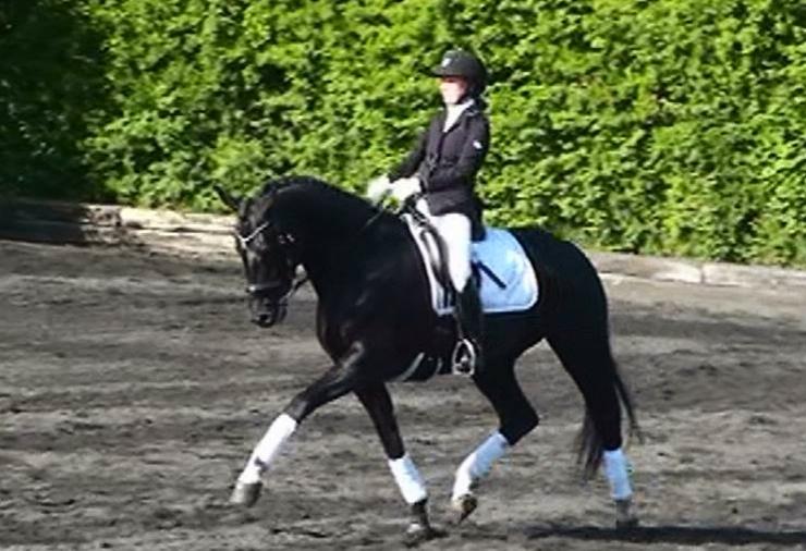 Dansk Varmblod Runehøjs Damsel - Dårlig kvalitet... billede 16