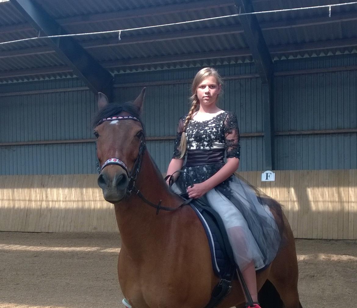 Welsh Cob (sec D) Hatting Aron billede 16