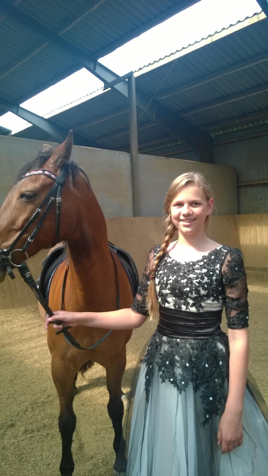 Welsh Cob (sec D) Hatting Aron billede 17