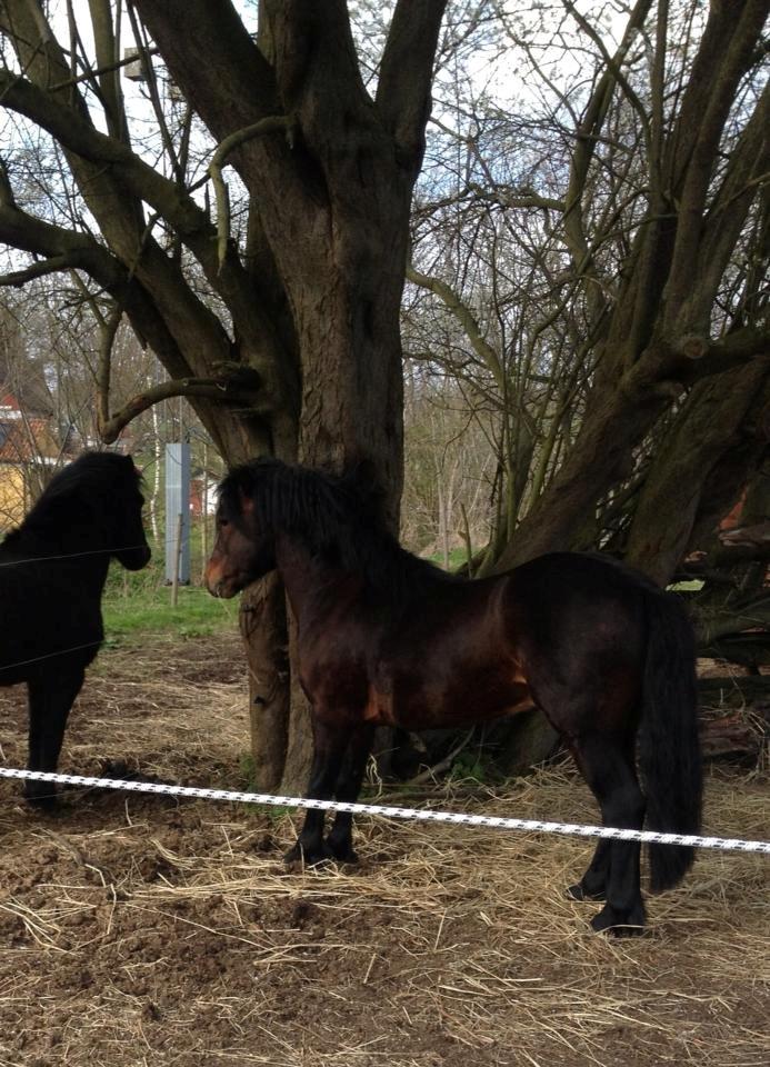 Dartmoor Anc-Neu Kao billede 19