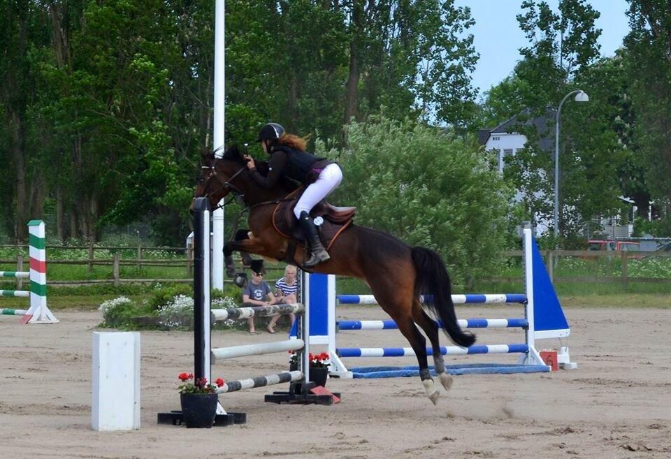 Tysk Sportspony Emira C *A-pony* billede 11