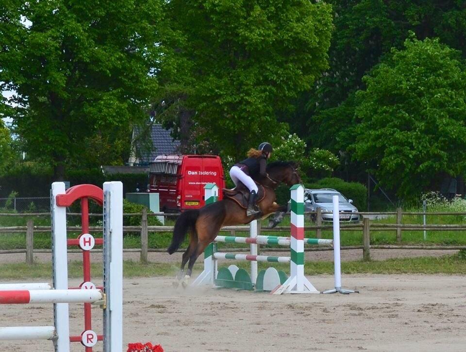 Tysk Sportspony Emira C *A-pony* billede 13