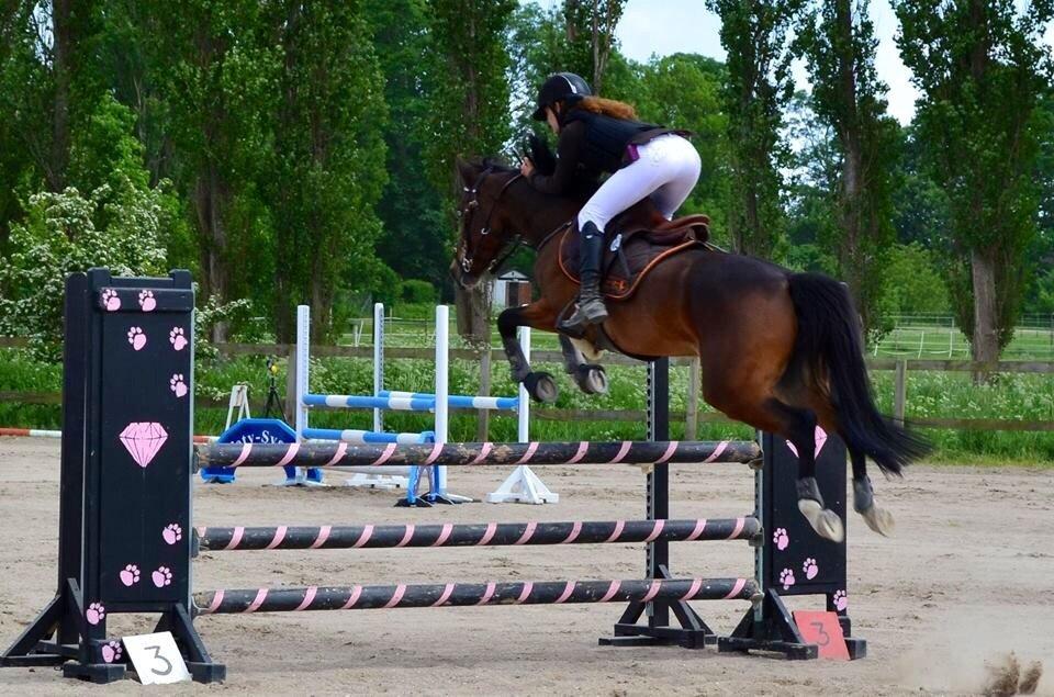 Tysk Sportspony Emira C *A-pony* billede 14