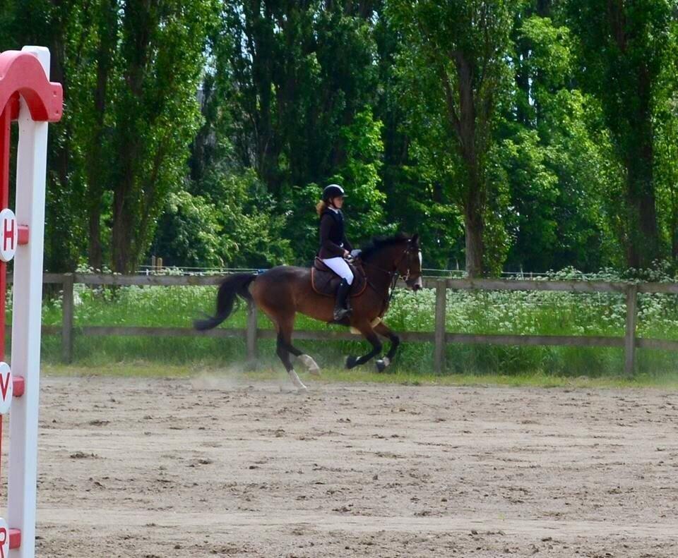 Tysk Sportspony Emira C *A-pony* billede 16