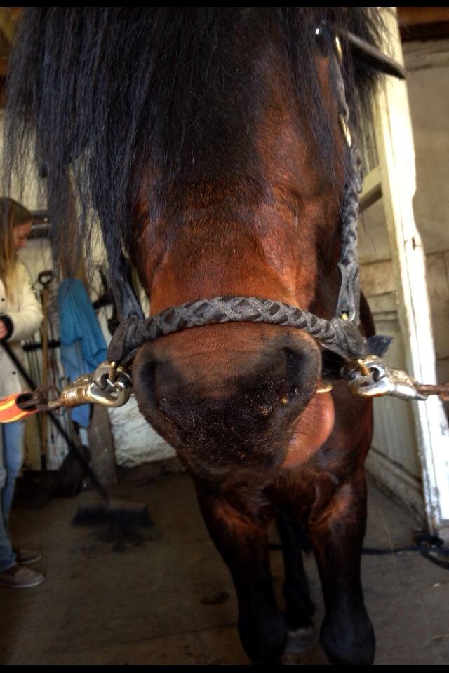 Dartmoor Anc-Neu Kao billede 3