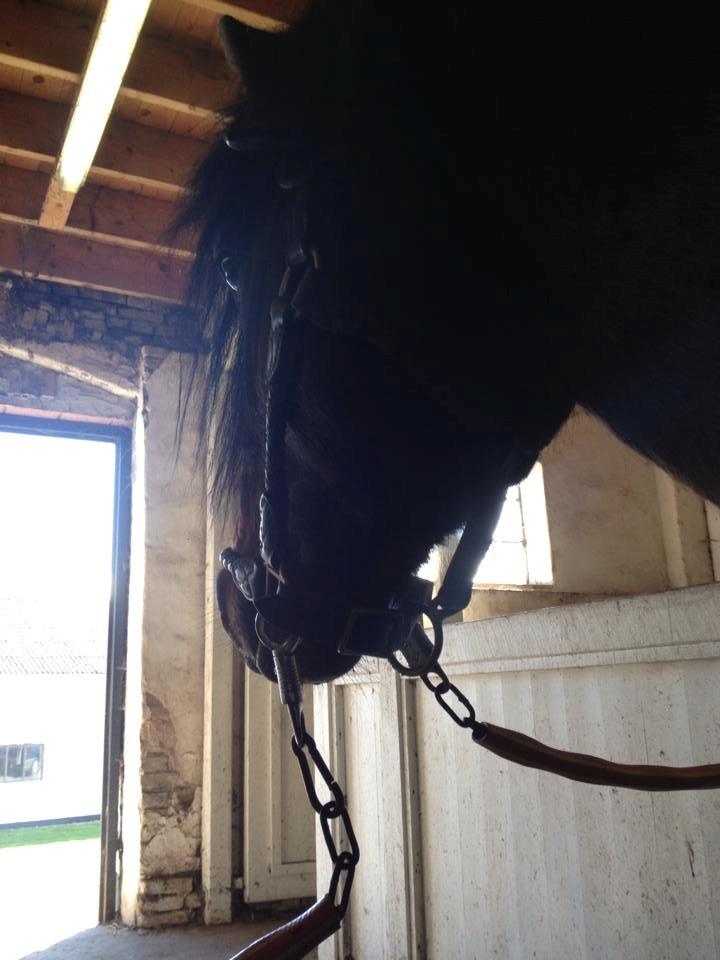 Dartmoor Anc-Neu Kao billede 14