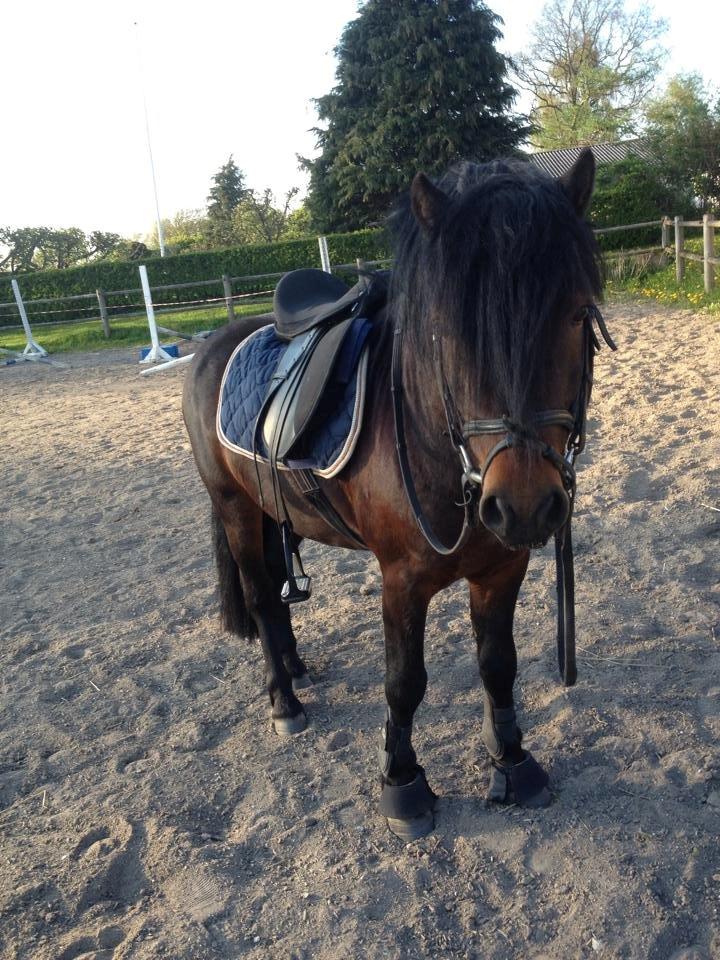 Dartmoor Anc-Neu Kao billede 10