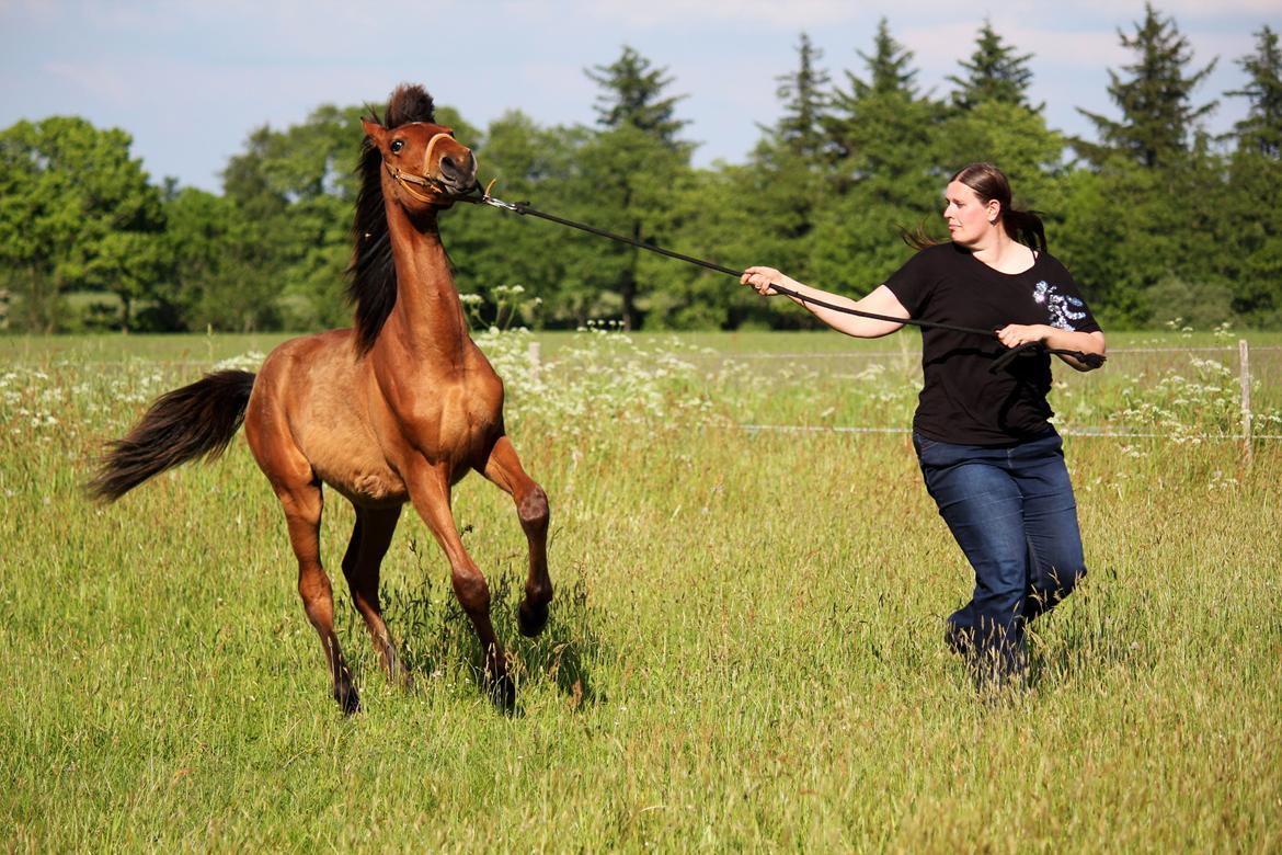 Dansk Varmblod Angel of music (SOLGT) *For evigt elsket <3* - Ha ha, vild hest :D billede 39