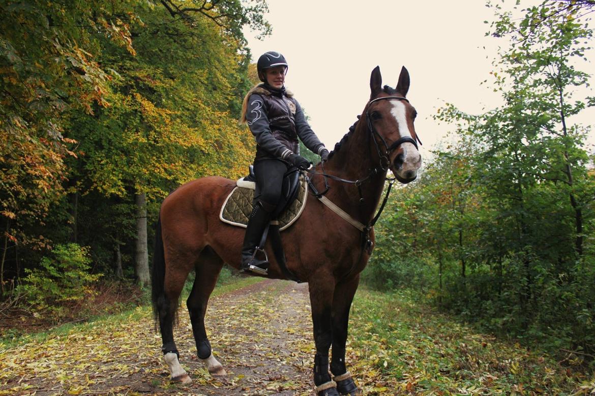 Anden særlig race Pedro El Valentino billede 4