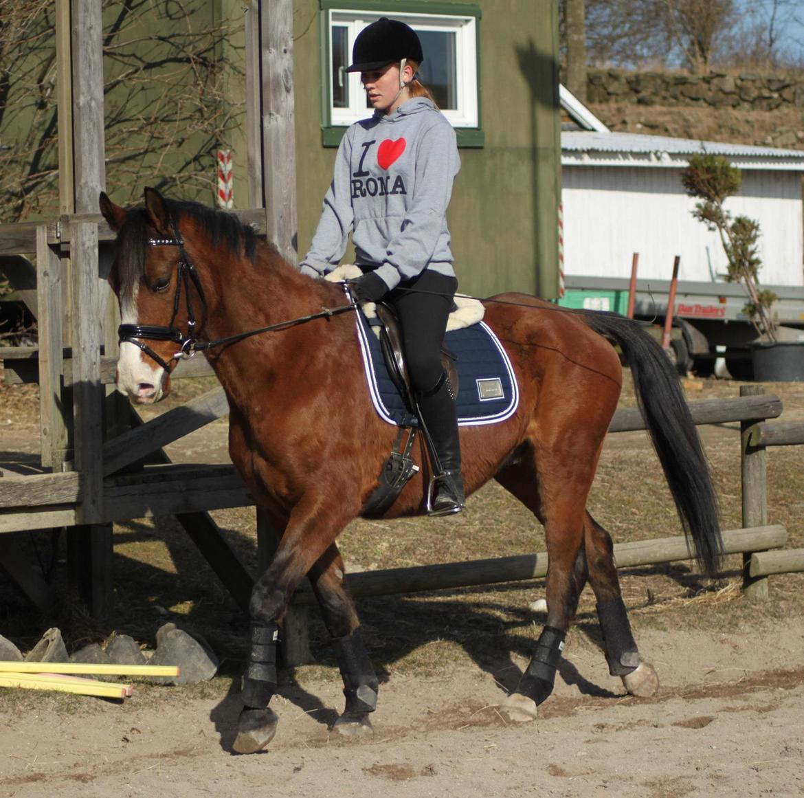 Anden særlig race Pedro El Valentino billede 6