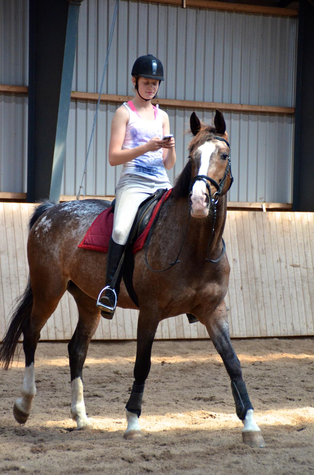 Knabstrupper Pandora Lynghøj billede 3