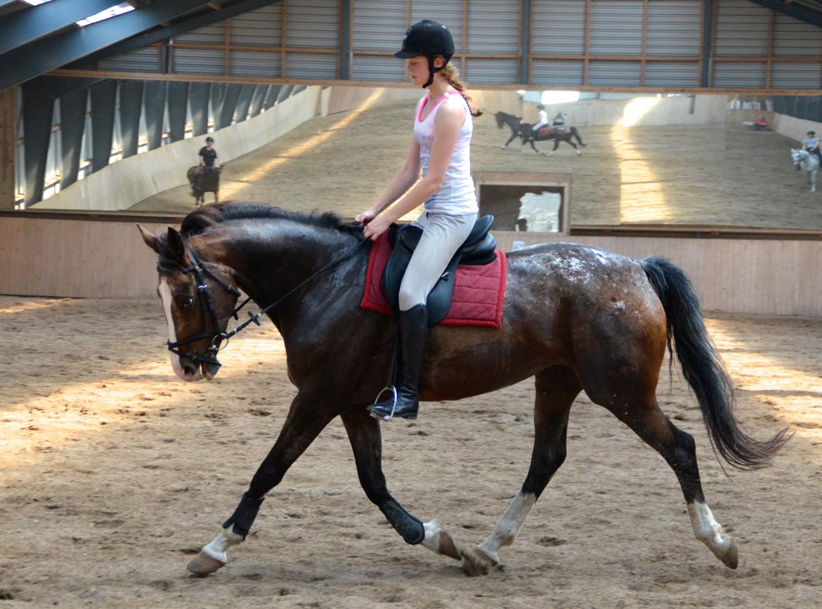 Knabstrupper Pandora Lynghøj billede 2