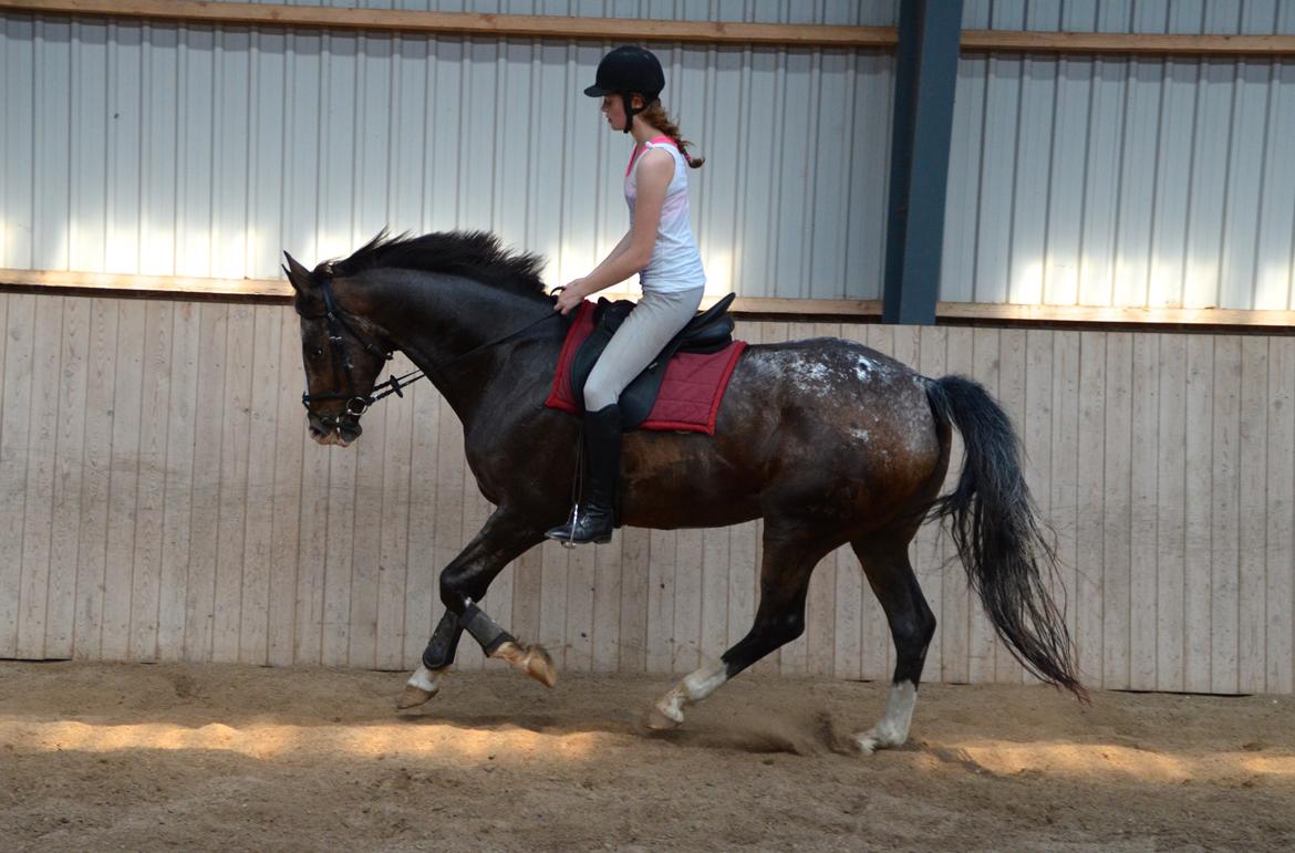 Knabstrupper Pandora Lynghøj billede 6