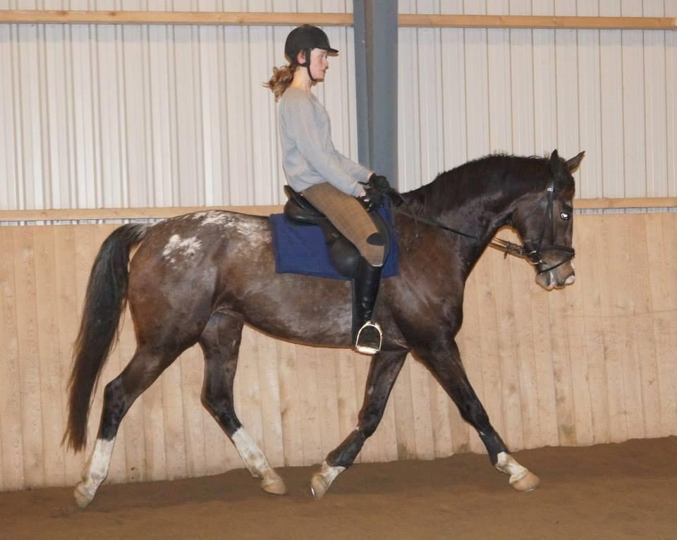 Knabstrupper Pandora Lynghøj - tredje gang på ryggen af hende! billede 9