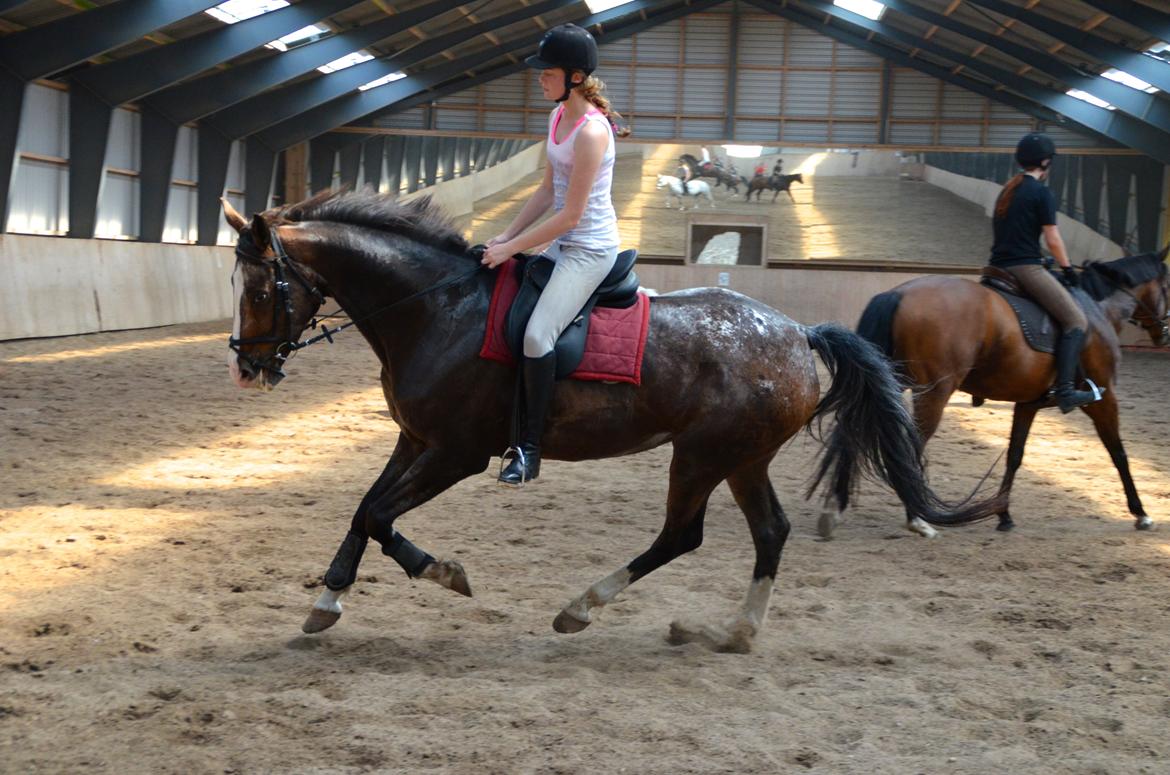 Knabstrupper Pandora Lynghøj billede 4