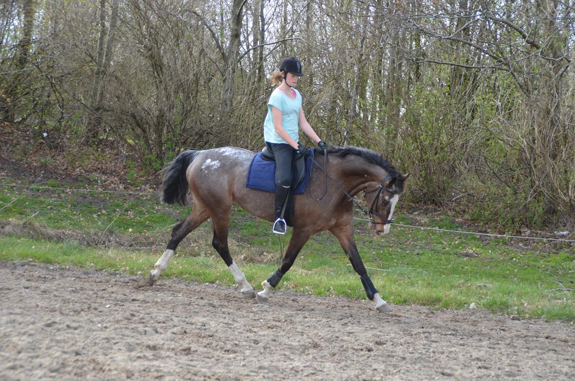 Knabstrupper Pandora Lynghøj billede 20