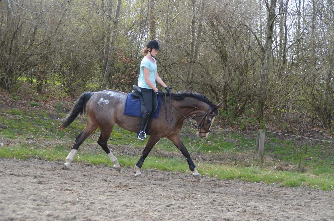 Knabstrupper Pandora Lynghøj billede 19