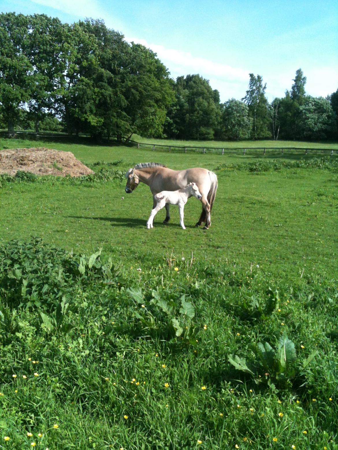 Fjordhest Mørkgårds Luna - spiller modeller :D billede 10