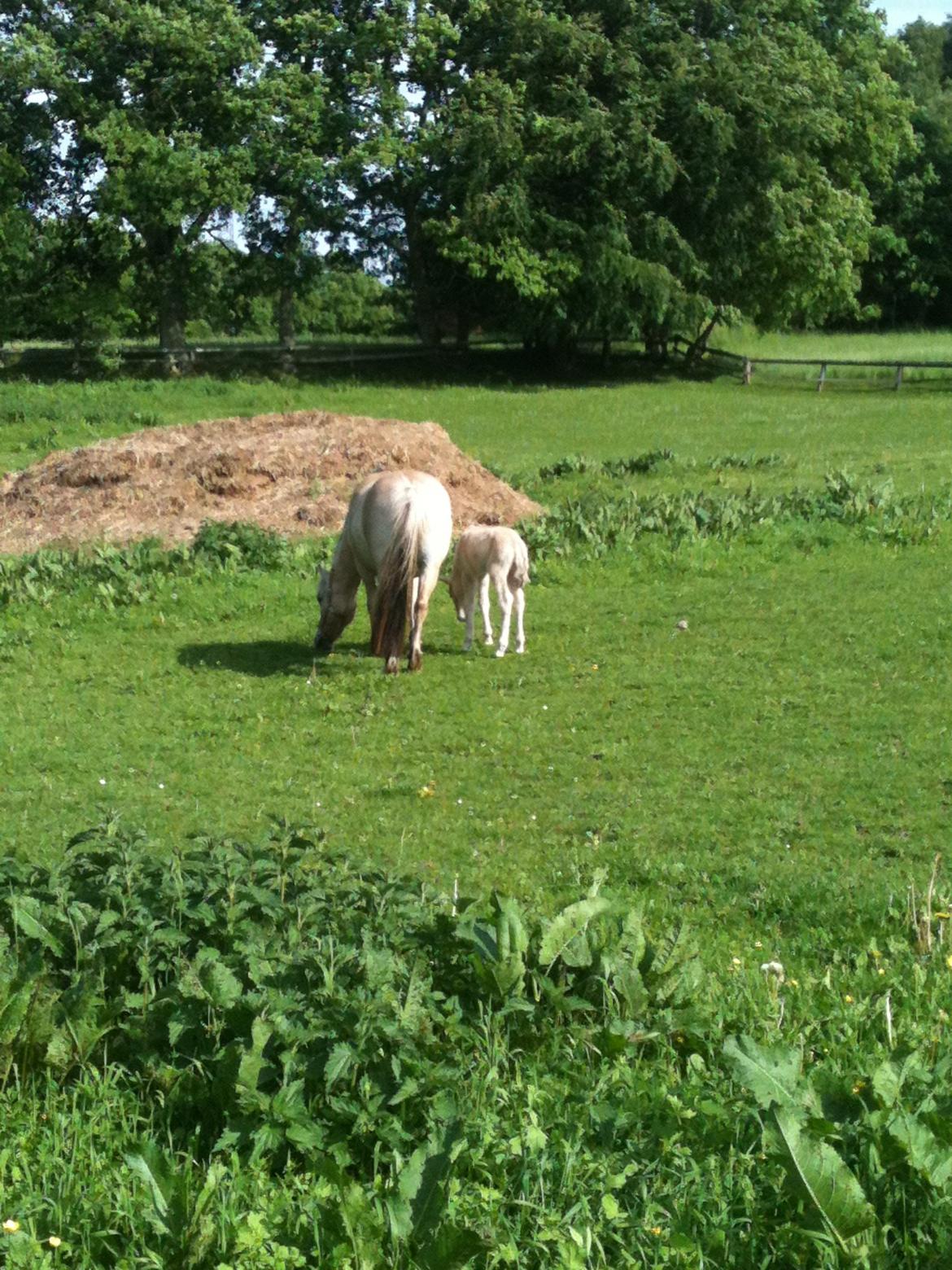Fjordhest Mørkgårds Luna - Hygge billede 11