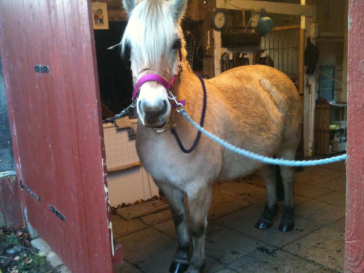 Fjordhest Mørkgårds Luna billede 6