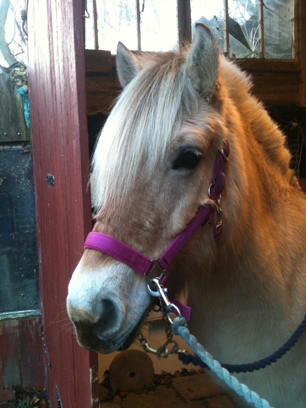 Fjordhest Mørkgårds Luna billede 7