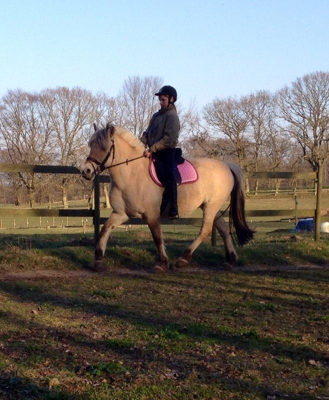 Fjordhest Mørkgårds Luna - smukke luna med sit lyserøde underlag <3 billede 1