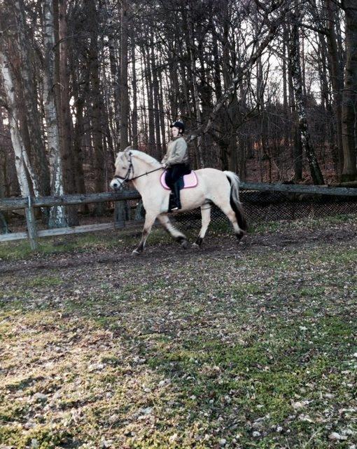 Fjordhest Mørkgårds Luna - det er billedet der er taget skævt.. billede 2