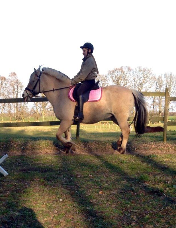 Fjordhest Mørkgårds Luna - så rækkes der tunge billede 4