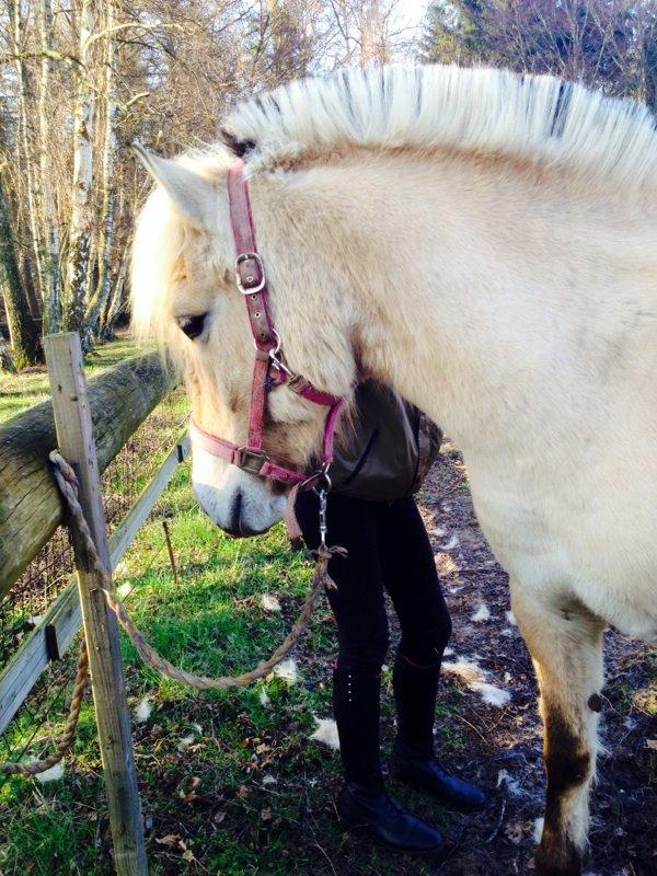 Fjordhest Mørkgårds Luna - ja, hun ligner næsten sin lille føllebølle :P billede 8