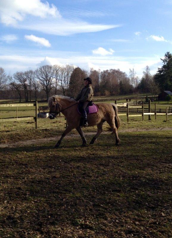 Fjordhest Mørkgårds Luna billede 3