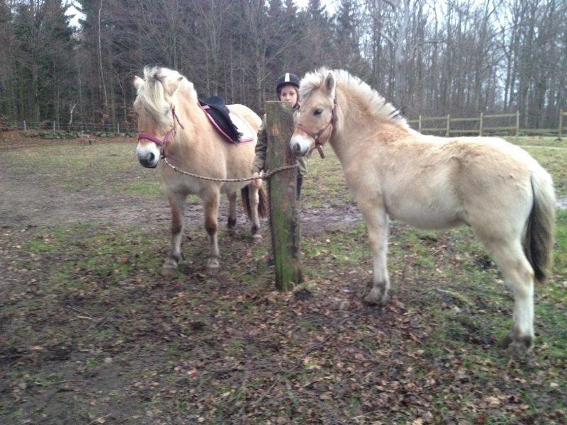 Fjordhest Mørkgårds Luna - opsadling, med Følle med inde billede 5