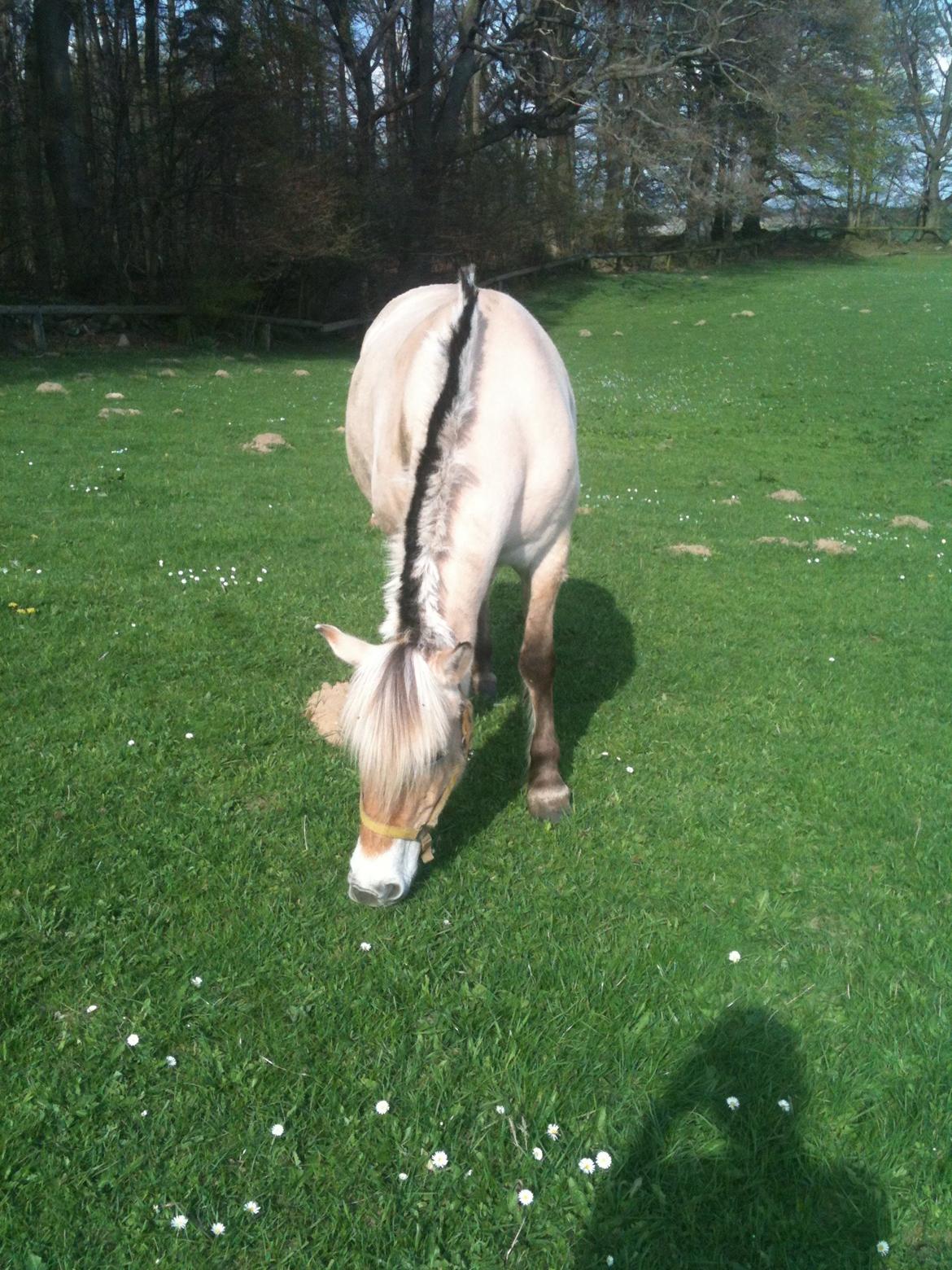 Fjordhest Mørkgårds Luna billede 12