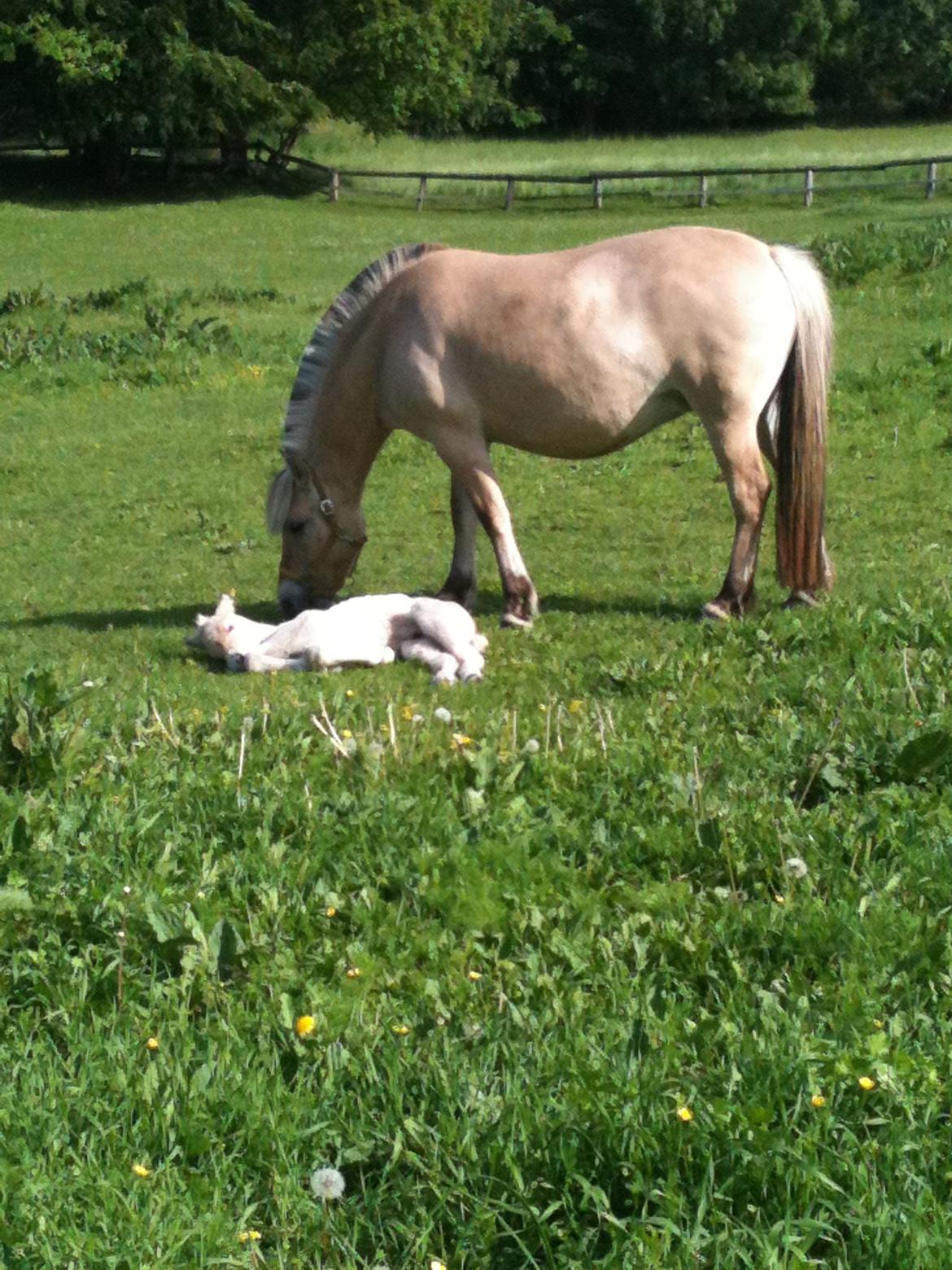 Fjordhest Mørkgårds Luna - et par dage efter hun havde fået føl :') billede 9