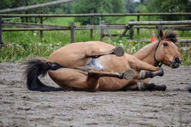 Anden særlig race Lukas billede 15