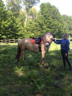 Fjordhest Mørkgårds Luna - orange sæt :) billede 14