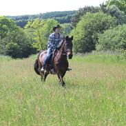 Dansk Varmblod Sabine Esperanza