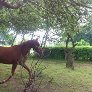 Anden særlig race Fame