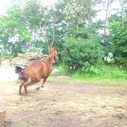 Anden særlig race Fame