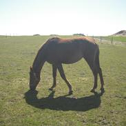 Anden særlig race Fame